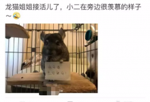 宠物举车牌,日赚200+的暴利项目-蜗牛学社
